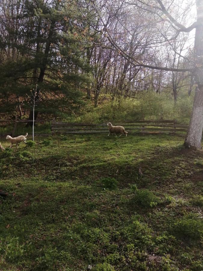Appartamento Domacinstvo Trifunovic Pretresnja Esterno foto